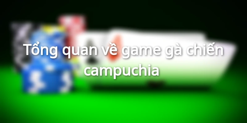 Tổng quan đầy đủ về gà chiến campuchia